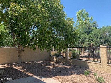 Back Yard Shade Tree