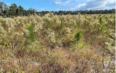 TBD Hawaca Dr, McAlpin, FL 32062 - photo 7