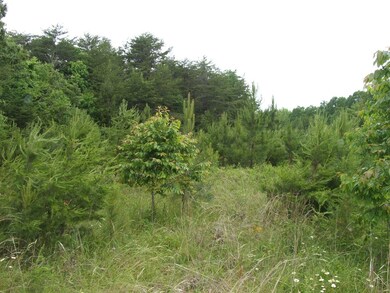 659 Old Mansion Rd unit A, Lunenburg Court House, VA 23952 - photo 6