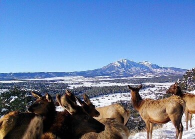 Elk 2