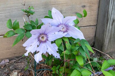 Beautiful flowers!
