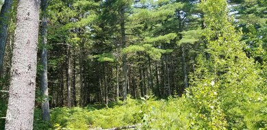 Hales woods 6