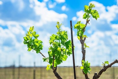 3059 County Road 212, Bertram, TX 78605 - photo 4