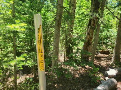 Bording National Forest