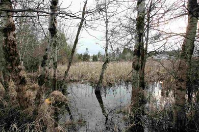 808 E Paske Rd, Colbert, WA 99005 - photo 4