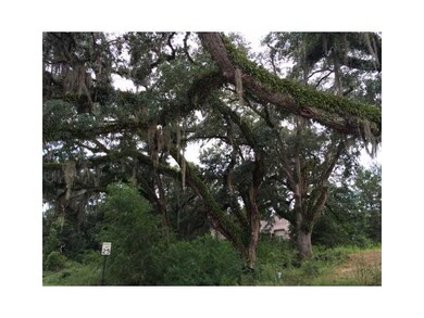 Photo. Underneath the oaks- above the driveway