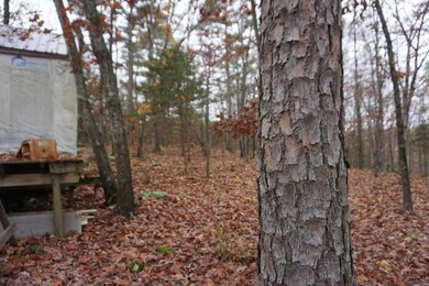 000 Union Hill Rd, Pleasant Plains, AR 7568 - photo 3