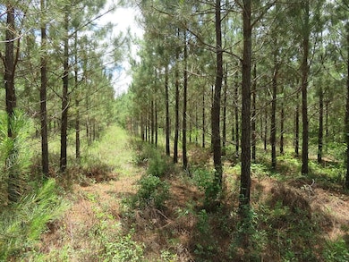 0 Louise Bell Rd, Lumpkin, GA 31815 - photo 3