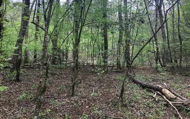 Additional View