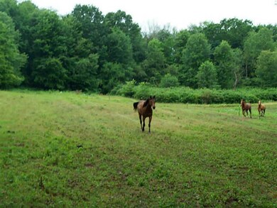 Yard/Garden.