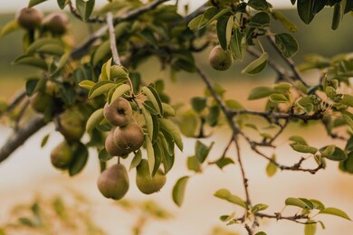 Pear Tree