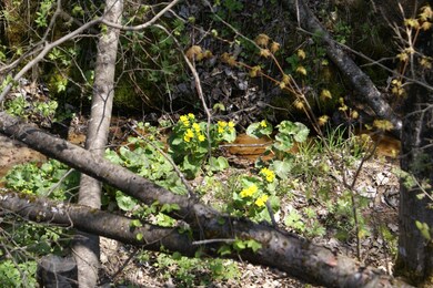 7 Stream thru property
