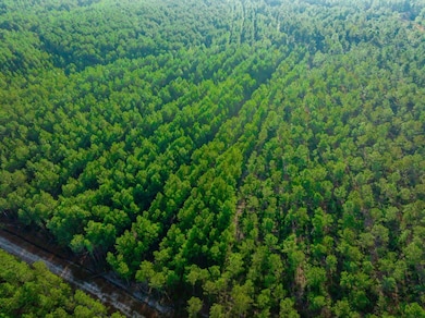 Hwy 45, Loris, SC 29569 - photo 3