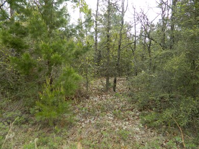 Wooded Lot.JPG