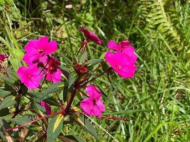 Flowers grow wild in the Fern Forest rainforest.