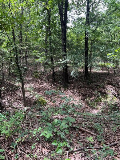 View of tree filled area