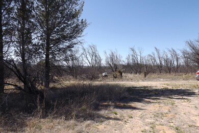 Old Pecan Trees