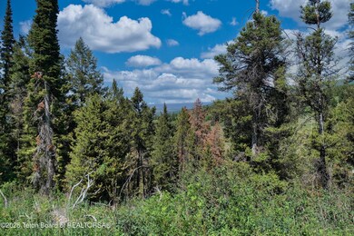 7 Trees and serenity