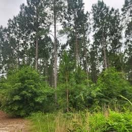 0 Pleasant Grove Church Rd, Albany, GA 31705 - photo 4