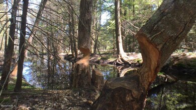 Beavers felling trees