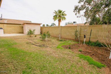 Back yard 2