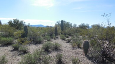 Barrel Cactus Plenty