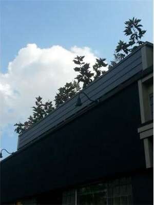 92 Hampshire St unit A, Cambridge, MA 02139 - photo 6