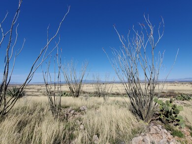natural ocotillo