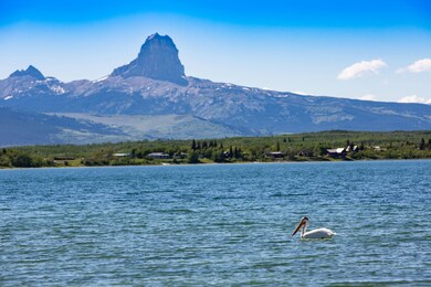 Pelican