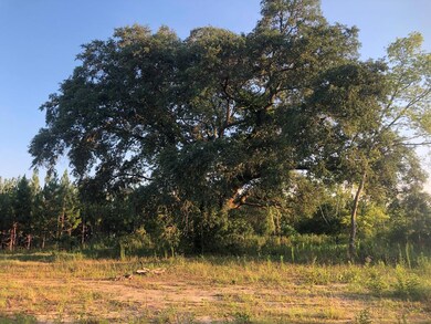 Mature trees