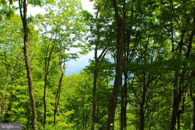 81.53 AC Dolly Sods-Forest Service Rd 19, Cabins, WV 26855 - photo 5
