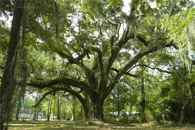 100+ year old oak tree
