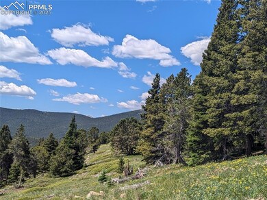 Forest and meadow
