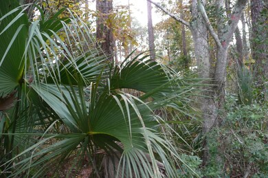 0 Old Deland Rd, Daytona Beach, FL 32124 - photo 4