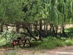 Picinc under the willow