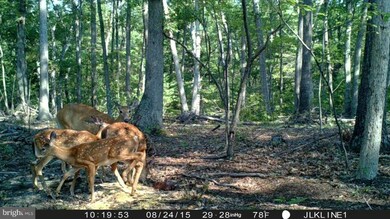 8903 Corner Rd, Hancock, MD 21750 - photo 5