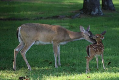 1638 U 35 L 15, Pachuta, MS 39347 - photo 4
