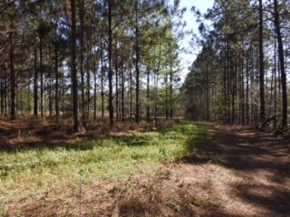 48 Acres Minnow Farm Rd, Quitman, GA 31643 - photo 3