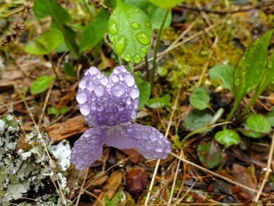 0 Blackcat Point Dr, Princeton, ME 04668 - photo 6