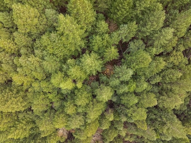 0 Sunny Valley Loop, Sunny Valley, OR 97497 - photo 2