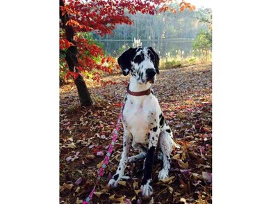 2 pet limit  $50/month/dog