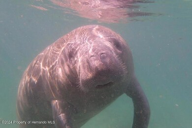 weeki wachee pix6