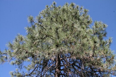 306 E Pinon Cir, Payson, AZ 85541 - photo 5