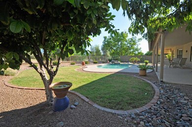 Fruit Tree and Back Yard