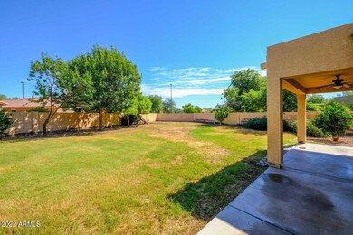 Backyard3