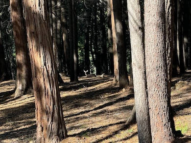 5771 Lupin Ln, Pollock Pines, CA 95726 - photo 4