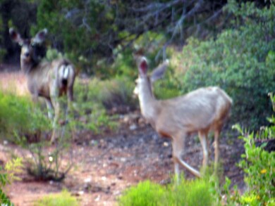 40 Juniper Way Wildlife 2