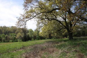 Tract 1 Bunker Rd, Harrison, AR 72601 - photo 4