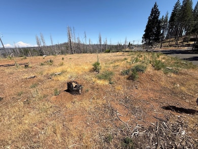 9981 Grizzly Flat Rd, Grizzly Flats, CA 95636 - photo 3