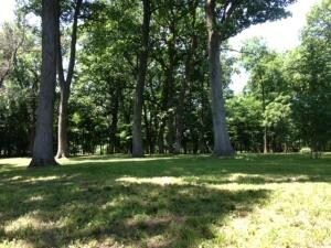 Many mature shade trees